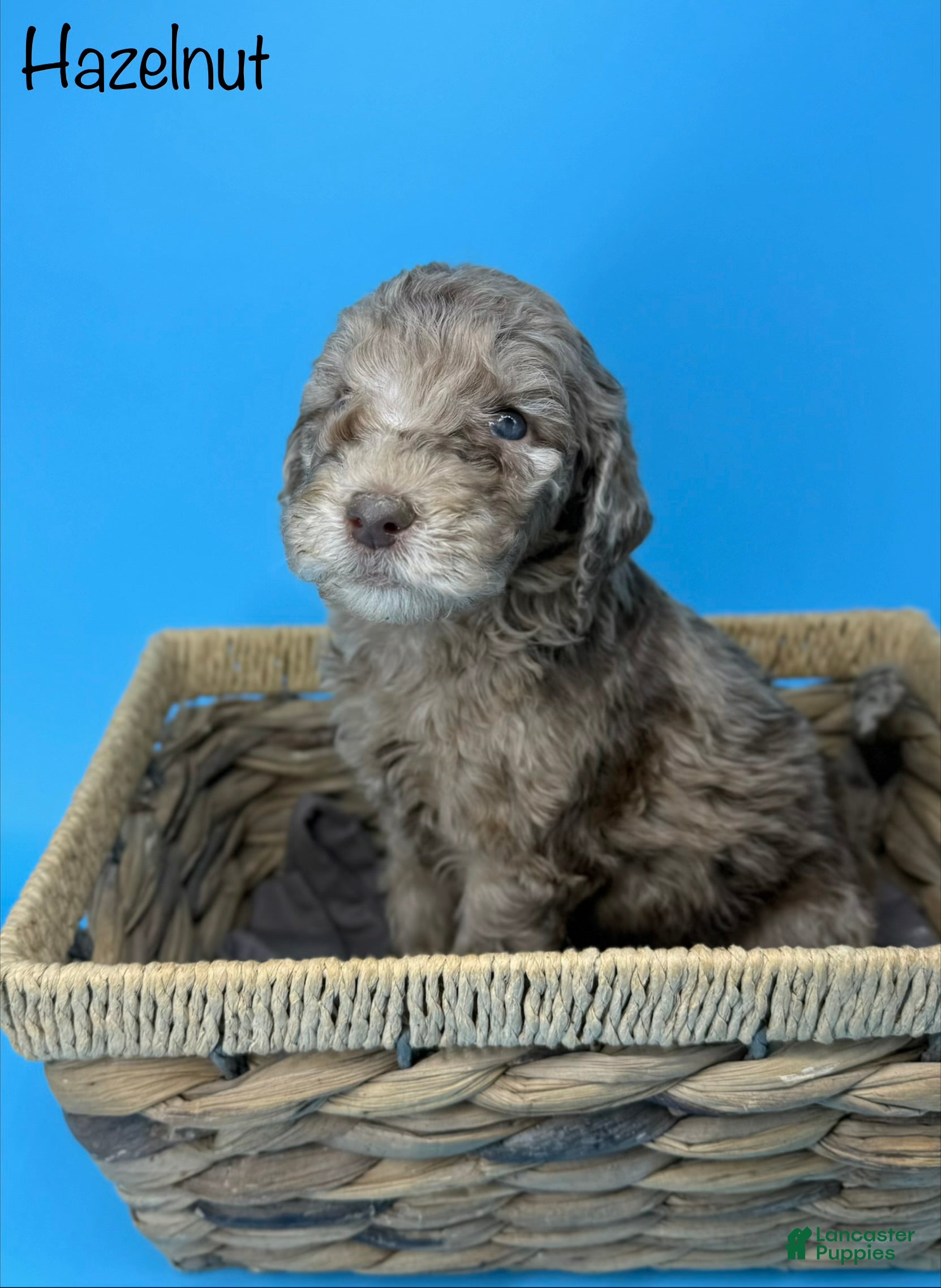 Sheepadoodle dogs Hazelnut - Ad 13