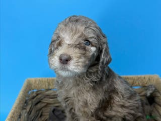 Sheepadoodle dogs Hazelnut - Ad 32