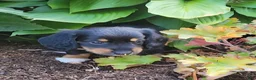 Miniature Dachshund dogs for sale: Venture  - Ad 24