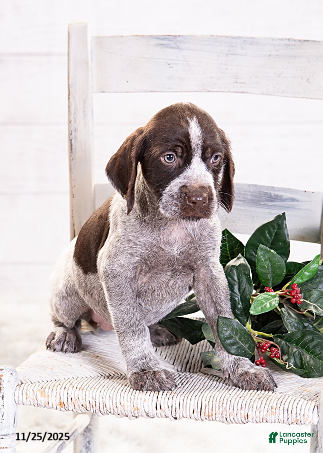 Mixed Breed dogs for sale: Robin - Ad 5