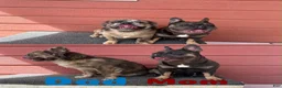French Bulldog dogs for sale: French Bulldog 1 - Ad 4