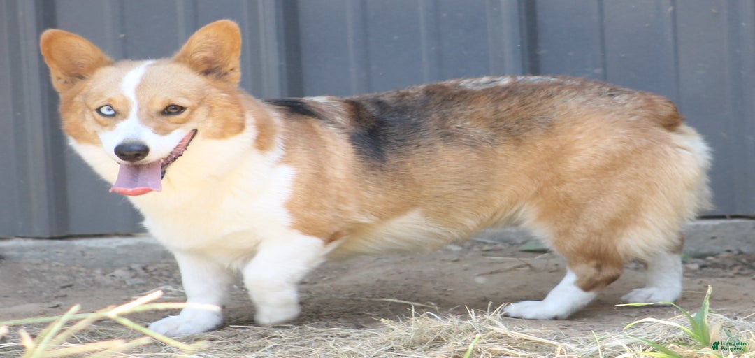 Gallery Image {{count}}