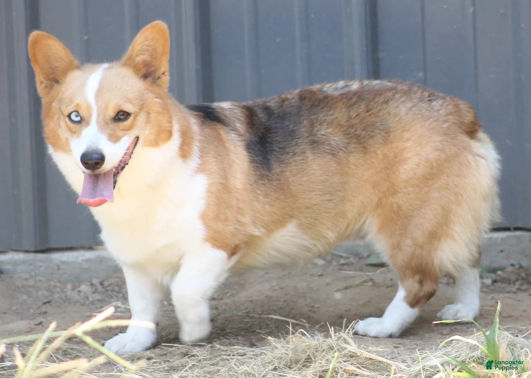 Gallery Image {{count}}