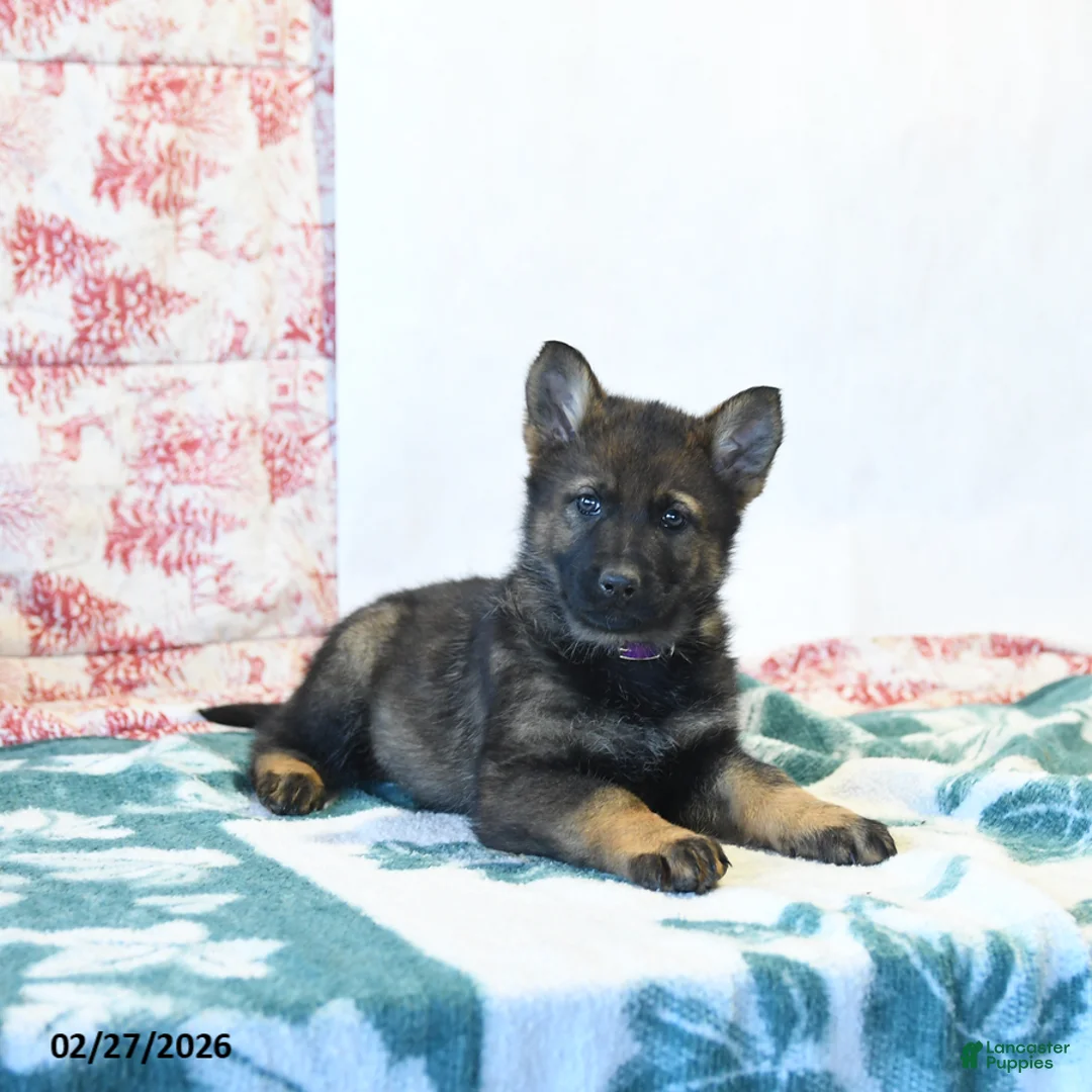 German Shepherd dogs for sale: Haley - Ad 3