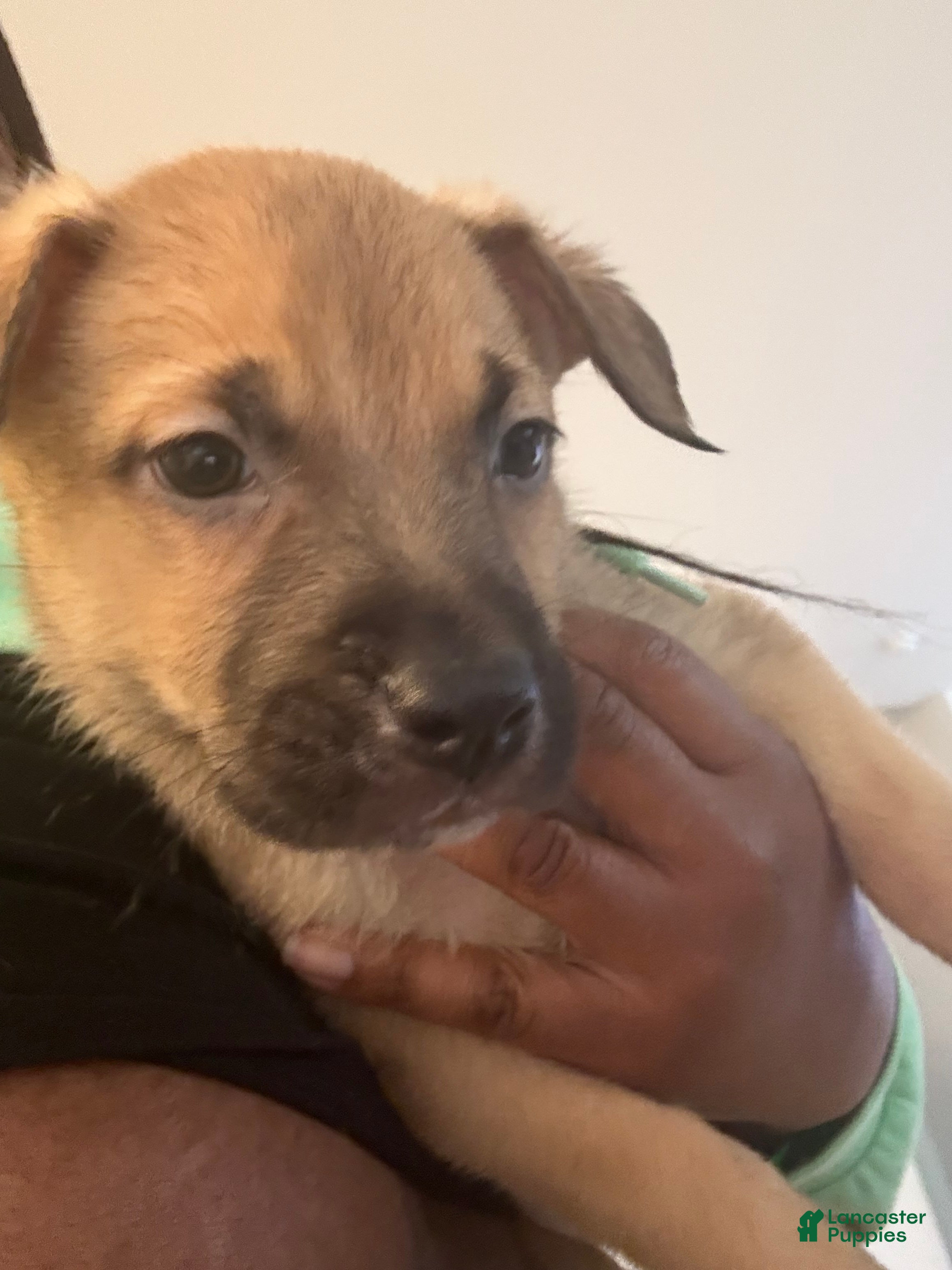 Mixed Breed dogs Mixed Breed Puppy 1 - Ad 15