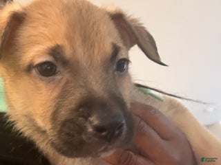 Mixed Breed dogs Mixed Breed Puppy 1 - Ad 13
