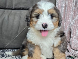 Mini Bernedoodle dogs - Ad 24