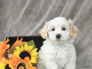 Maltipoo dogs - Ad 33