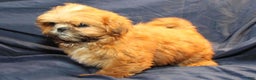 Shih Tzu dogs for sale: Rusty - Ad 5