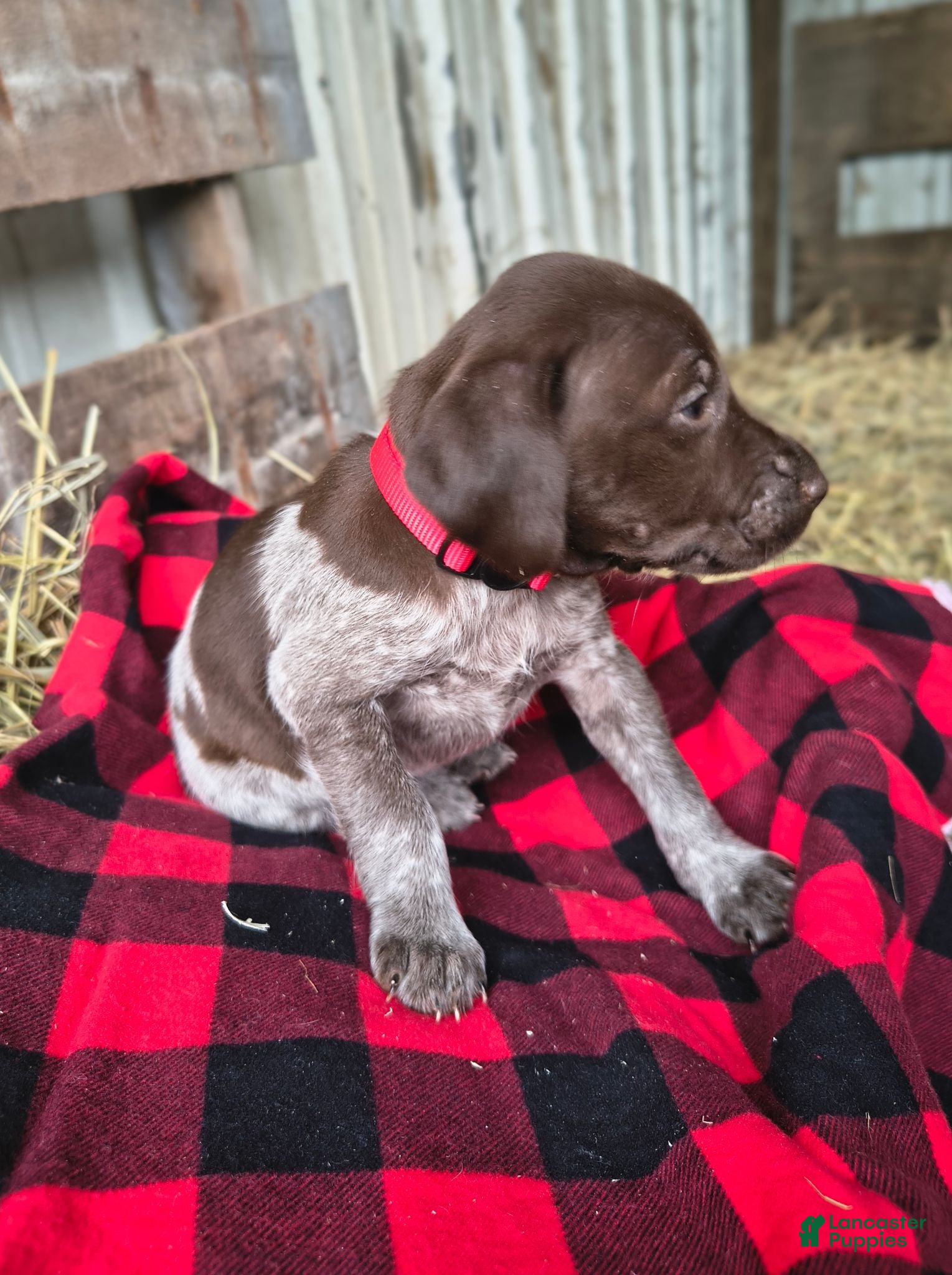 German Shorthaired Pointer dogs Dixie - Ad 16