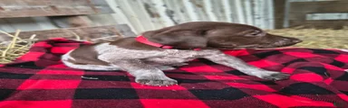 Dixie