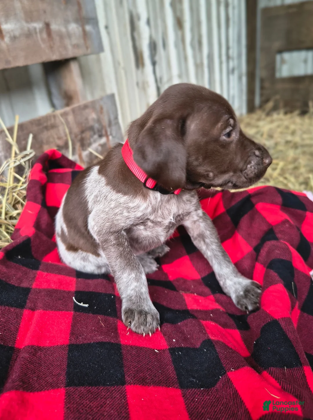 German Shorthaired Pointer dogs for sale: Dixie - Ad 1