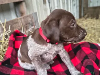 German Shorthaired Pointer dogs Dixie - Ad 16