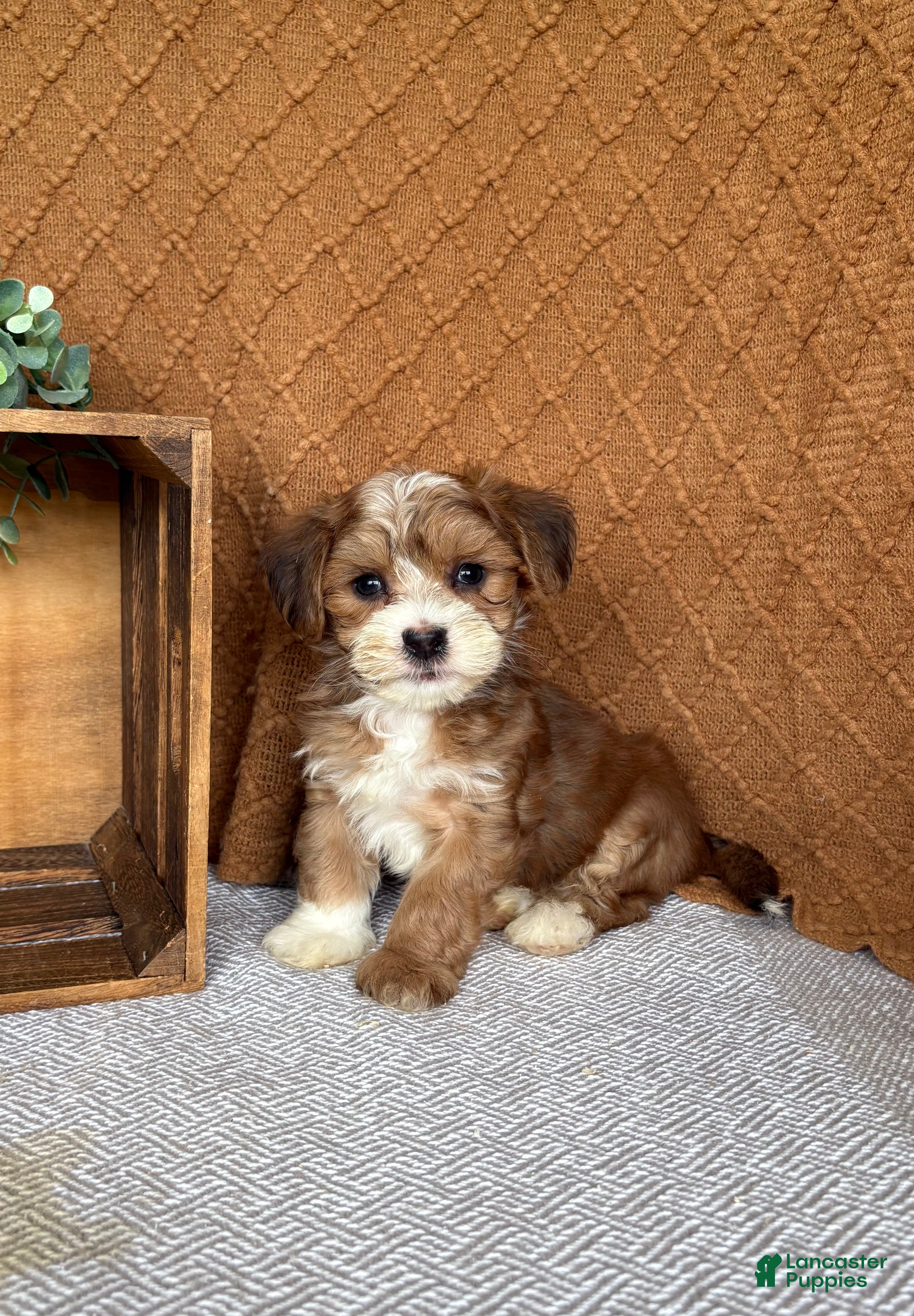 Havanese dogs Archie  - Ad 1