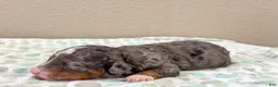 Mini Bernedoodle dogs for sale: Snickers  - Ad 4