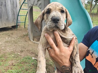 Great Dane dogs - Ad 25