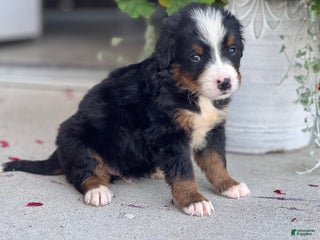 Bernese Mountain Dog dogs - Ad 38