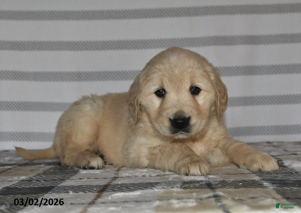 Golden Retriever dogs Ivy - Ad 1