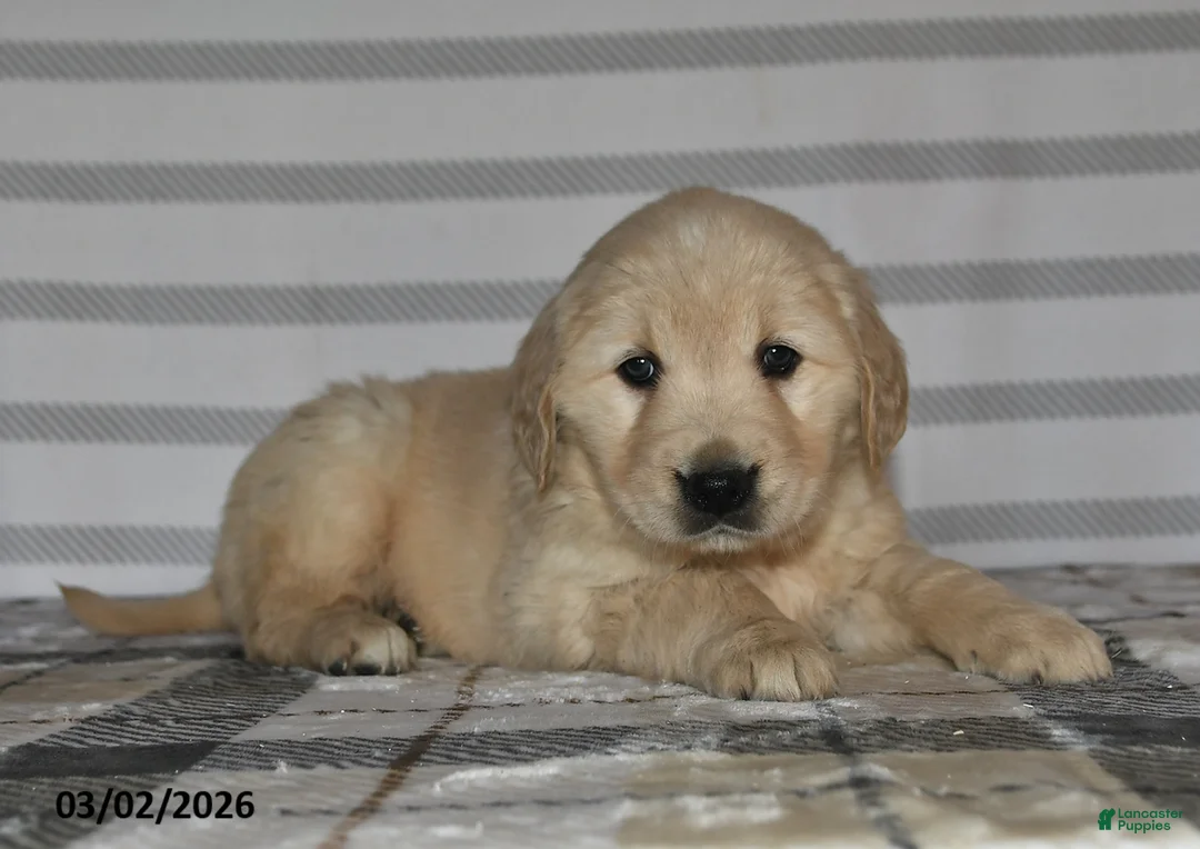 Golden Retriever dogs for sale: Ivy - Ad 1