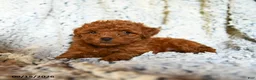 Toy Poodle dogs for sale: Bubblegum - Ad 2