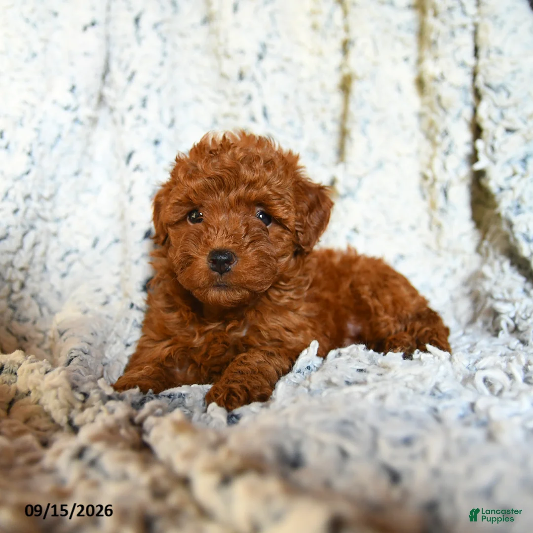 Toy Poodle dogs for sale: Bubblegum - Ad 2