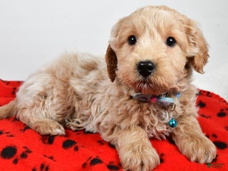 Goldendoodle dogs - Ad 27