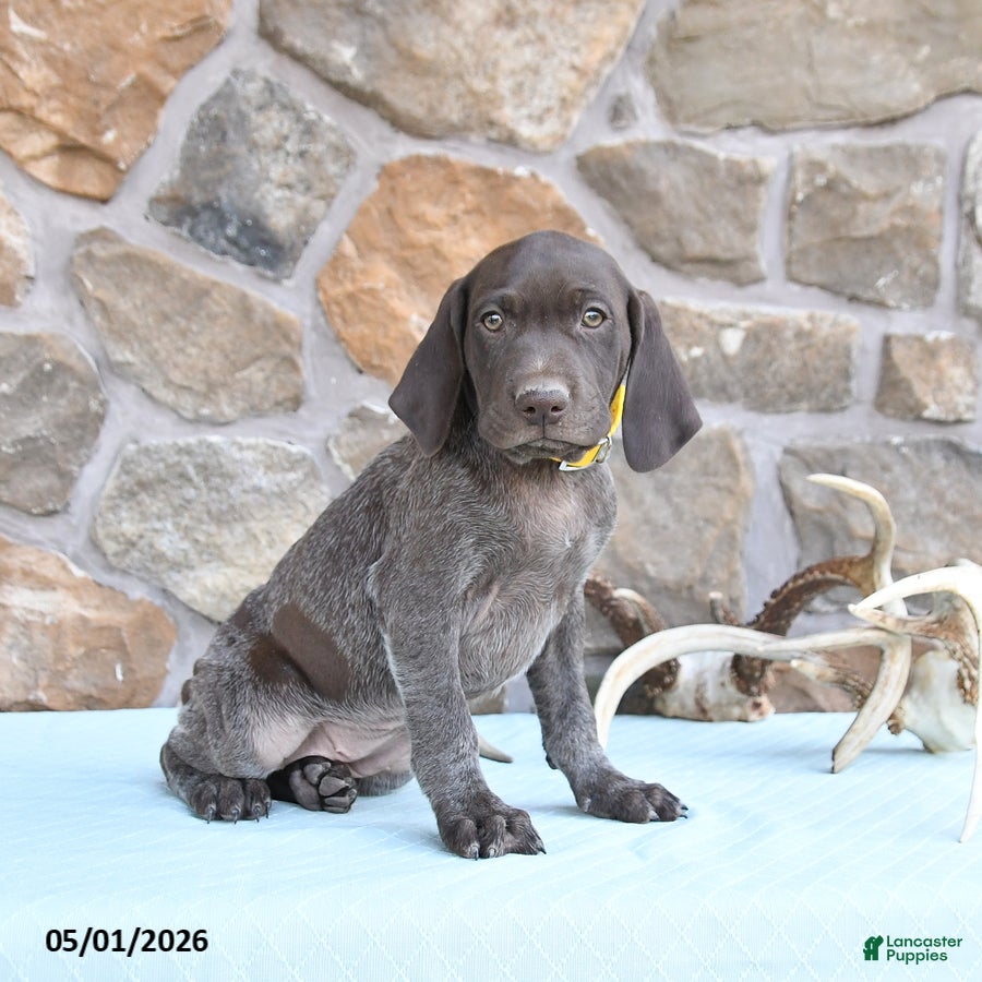 German Shorthaired Pointer dogs Fran  - Ad 2