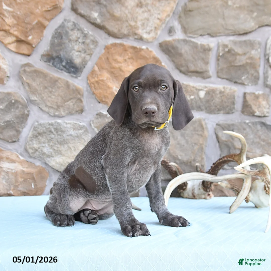 German Shorthaired Pointer dogs for sale: Fran  - Ad 2
