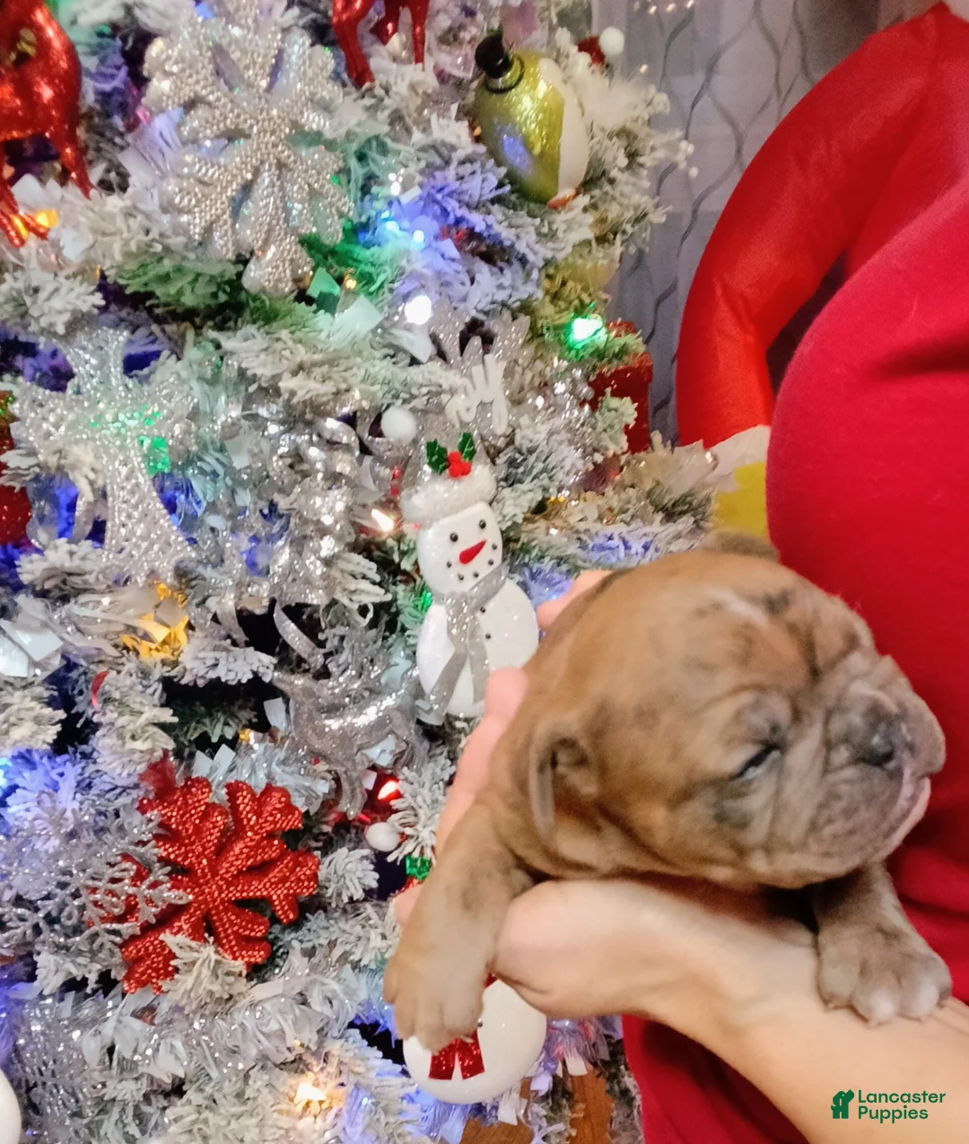 Olde English Bulldogge dogs for sale: Olde English Bulldogge Puppy 5 - Ad 2