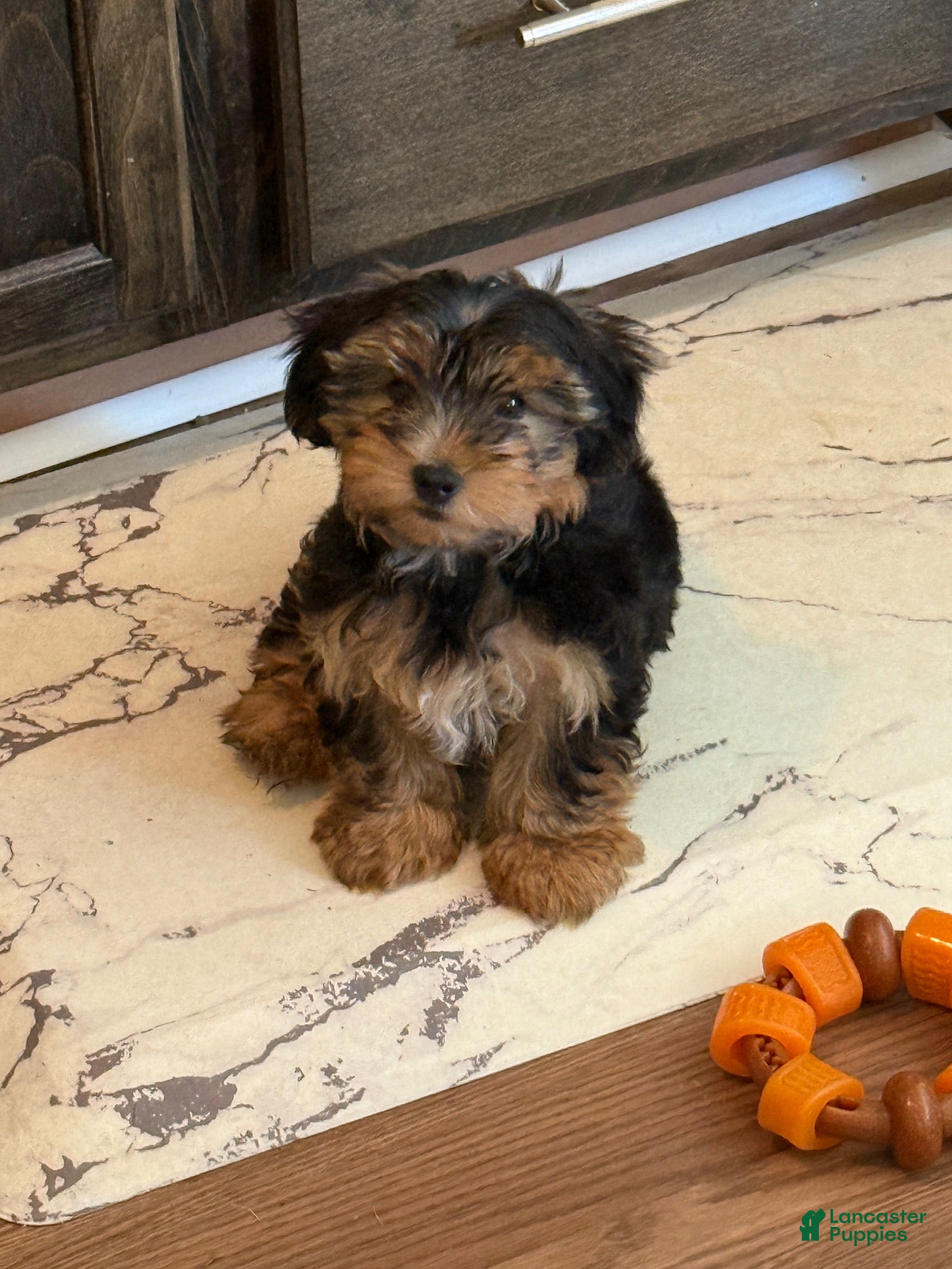 Yorkshire Terrier dogs Yorkshire Terrier 1 - Ad 38