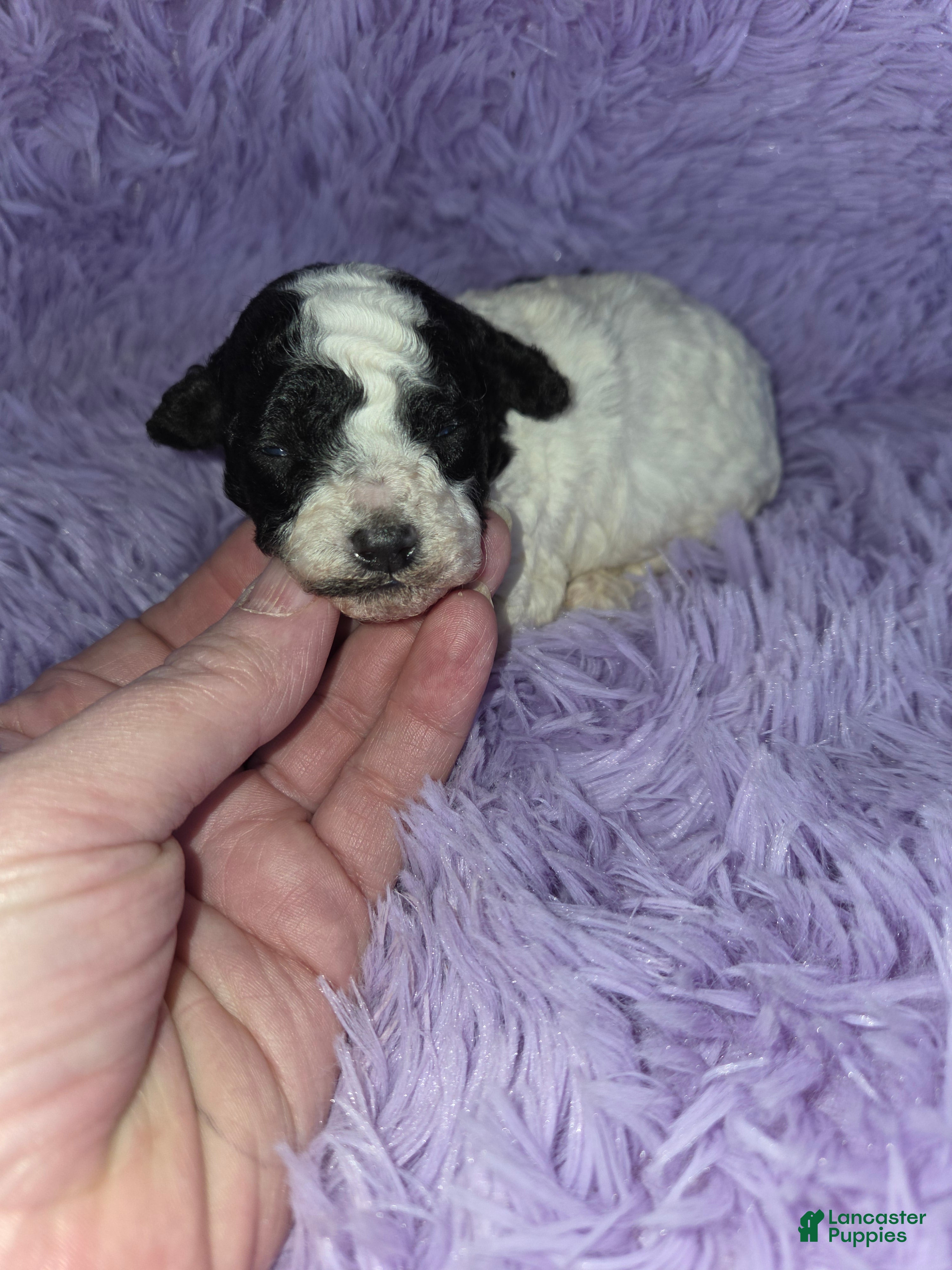 Toy Poodle dogs for sale: Toy Poodle Puppy 1 - Ad 3