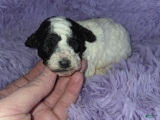 Toy Poodle dogs for sale: Toy Poodle Puppy 1 - Ad 3