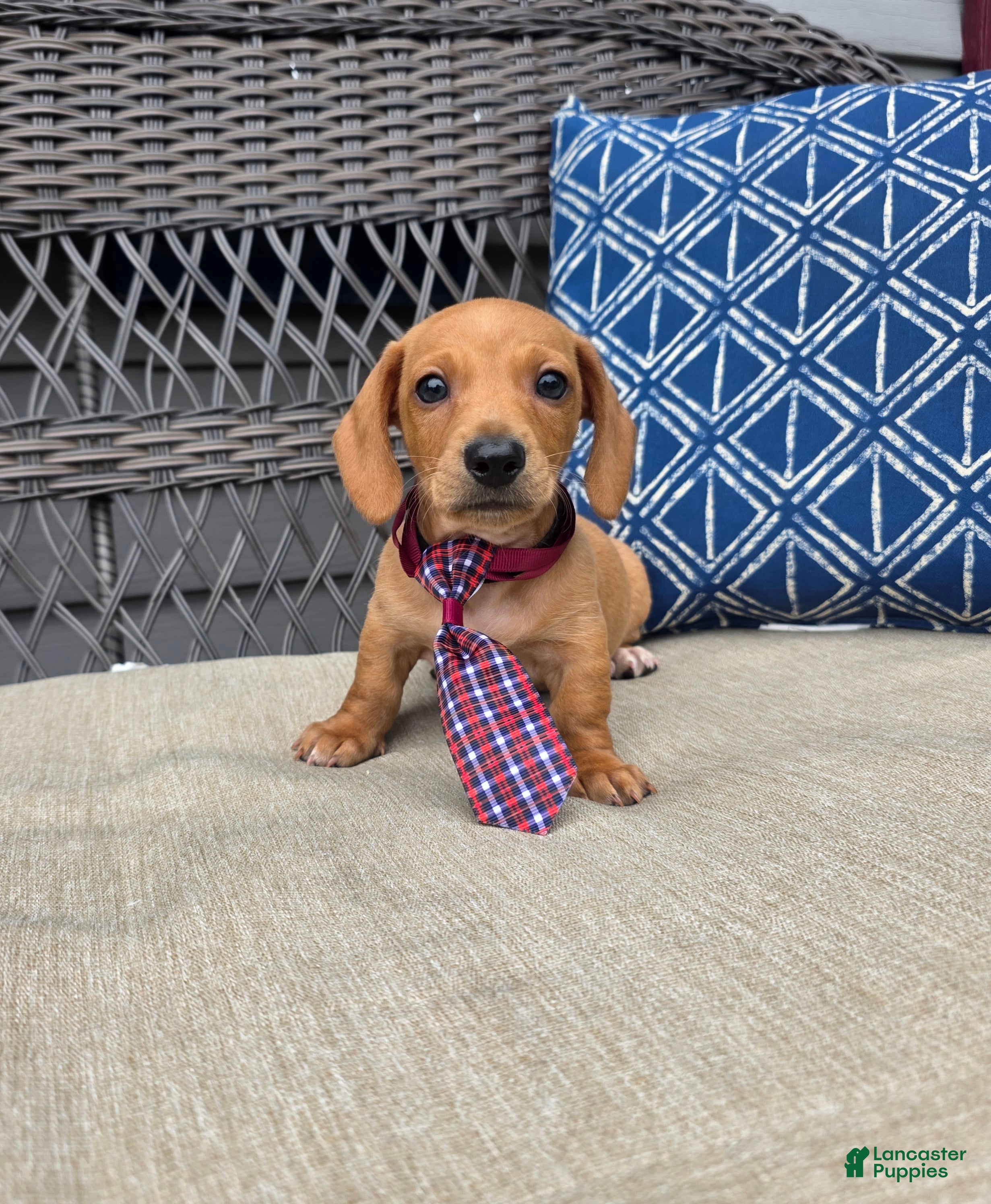 Miniature Dachshund dogs for sale: Black boy  - Ad 3