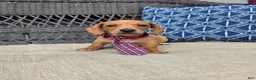 Miniature Dachshund dogs for sale: Black boy  - Ad 1
