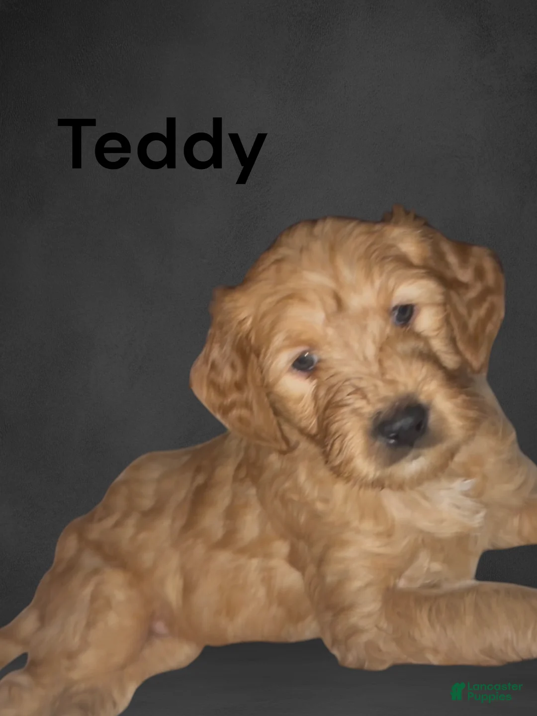 Goldendoodle dogs for sale: Teddy - Ad 1