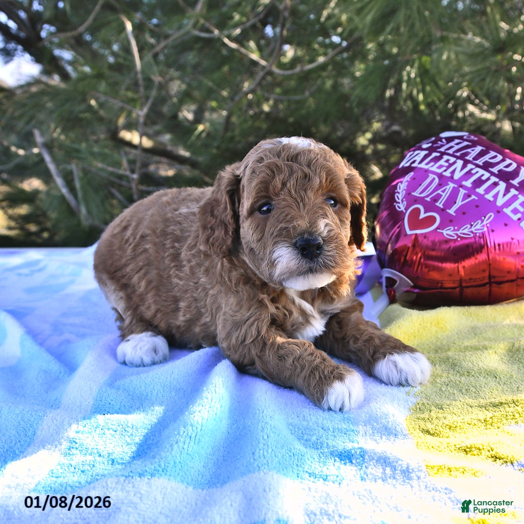 Mini Goldendoodle dogs for sale: Ocean - Ad 4