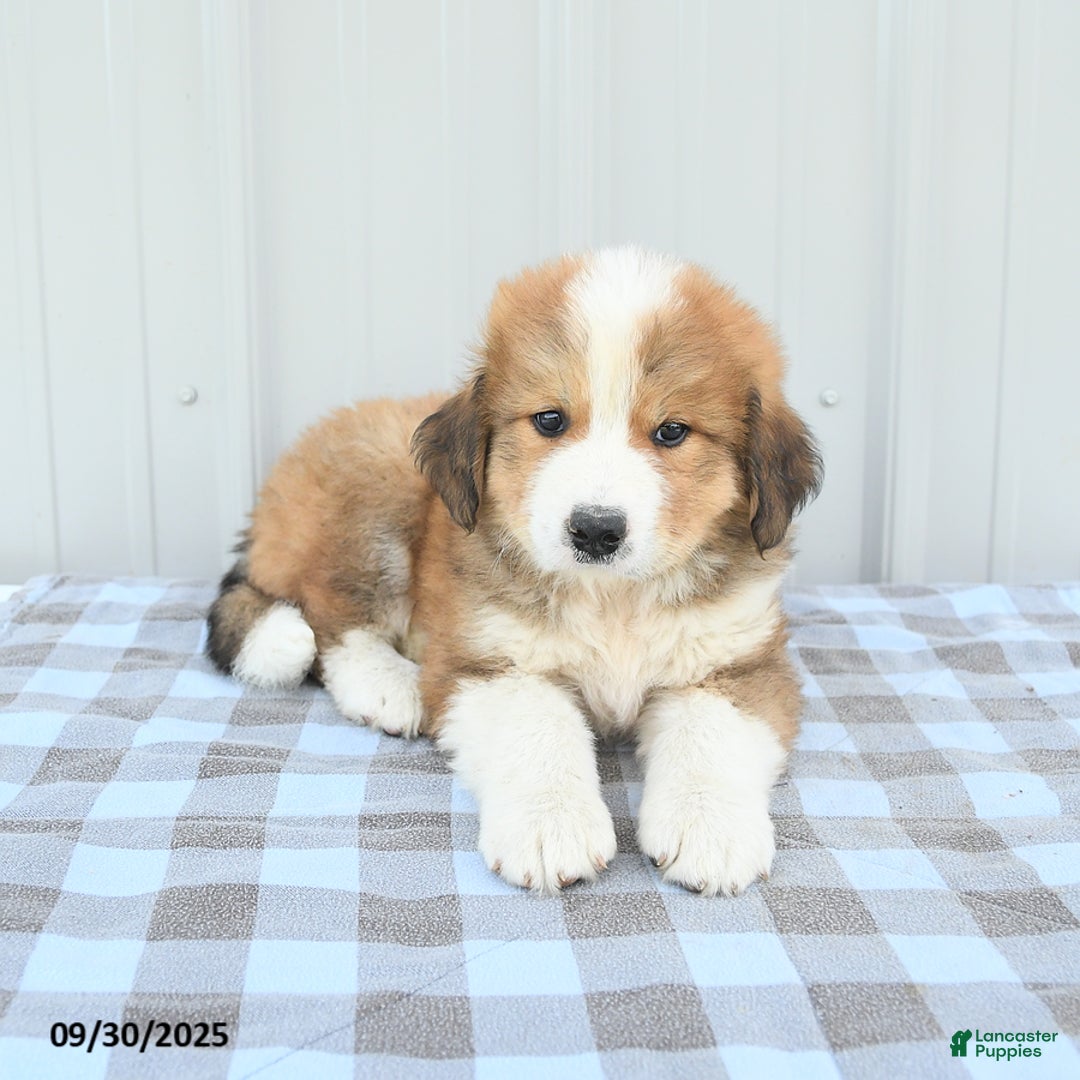 Bernese Mountain Dog Great Pyrenees Mix Puppy Bernese Mountain