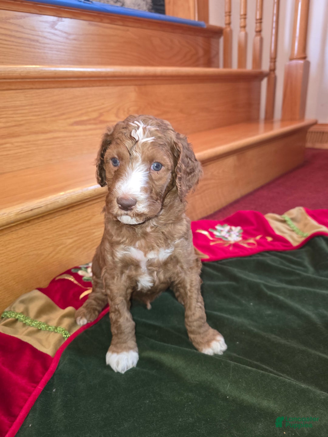 Standard Poodle dogs for sale: Hunter - Ad 2