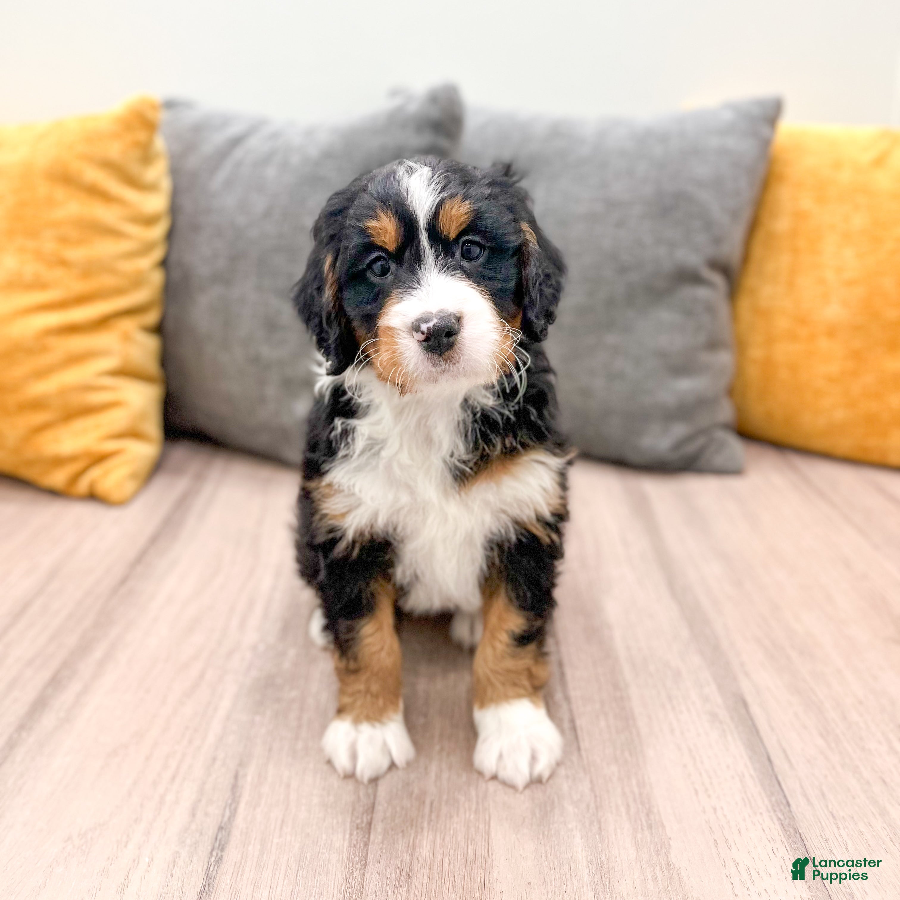 Mini Bernedoodle dogs Rose - Ad 9