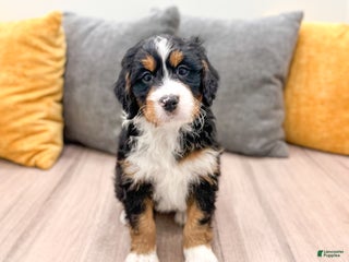 Mini Bernedoodle dogs Rose - Ad 40