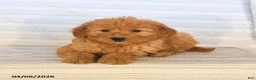 Mini Goldendoodle dogs for sale: Monty - Ad 3