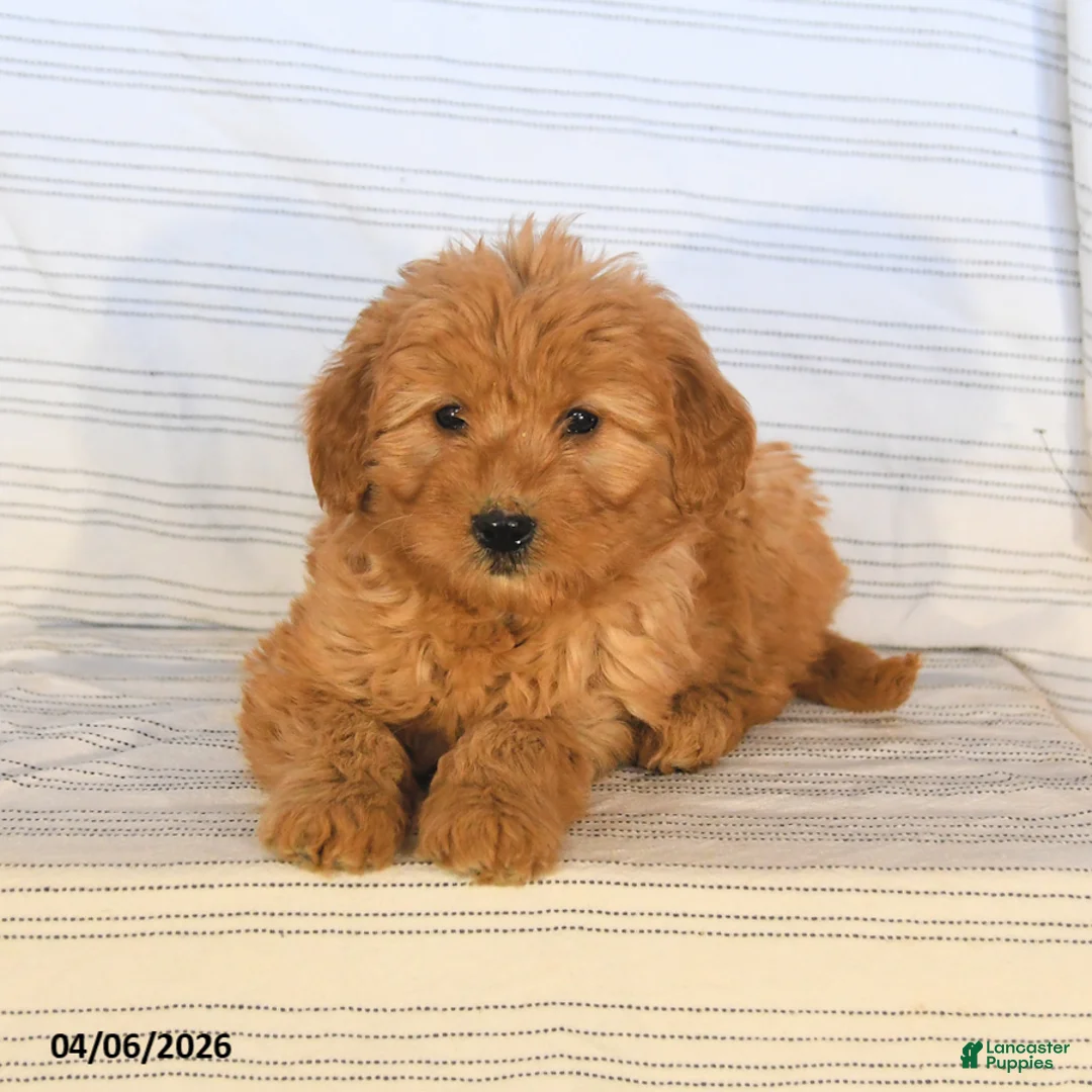 Mini Goldendoodle dogs for sale: Monty - Ad 3