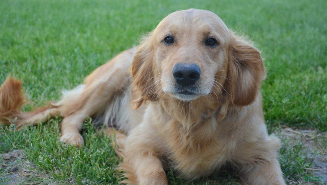 Golden Retriever dogs for sale: Golden Retriever Puppy 7 Gracie - Ad 3