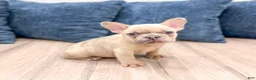 French Bulldog dogs for sale: Max - Ad 3