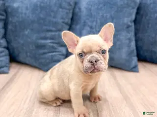 French Bulldog dogs for sale: Max - Ad 2