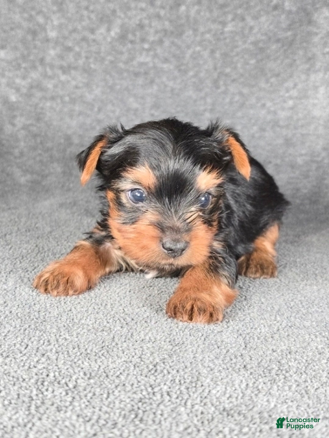 Yorkshire Terrier dogs for sale: Maxwell - Ad 4