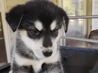 Alaskan Malamute dogs Alaskan Malamute Puppy 6 - Ad 12