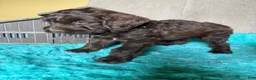 Labradoodle dogs for sale: Labradoodle 1 - Ad 6