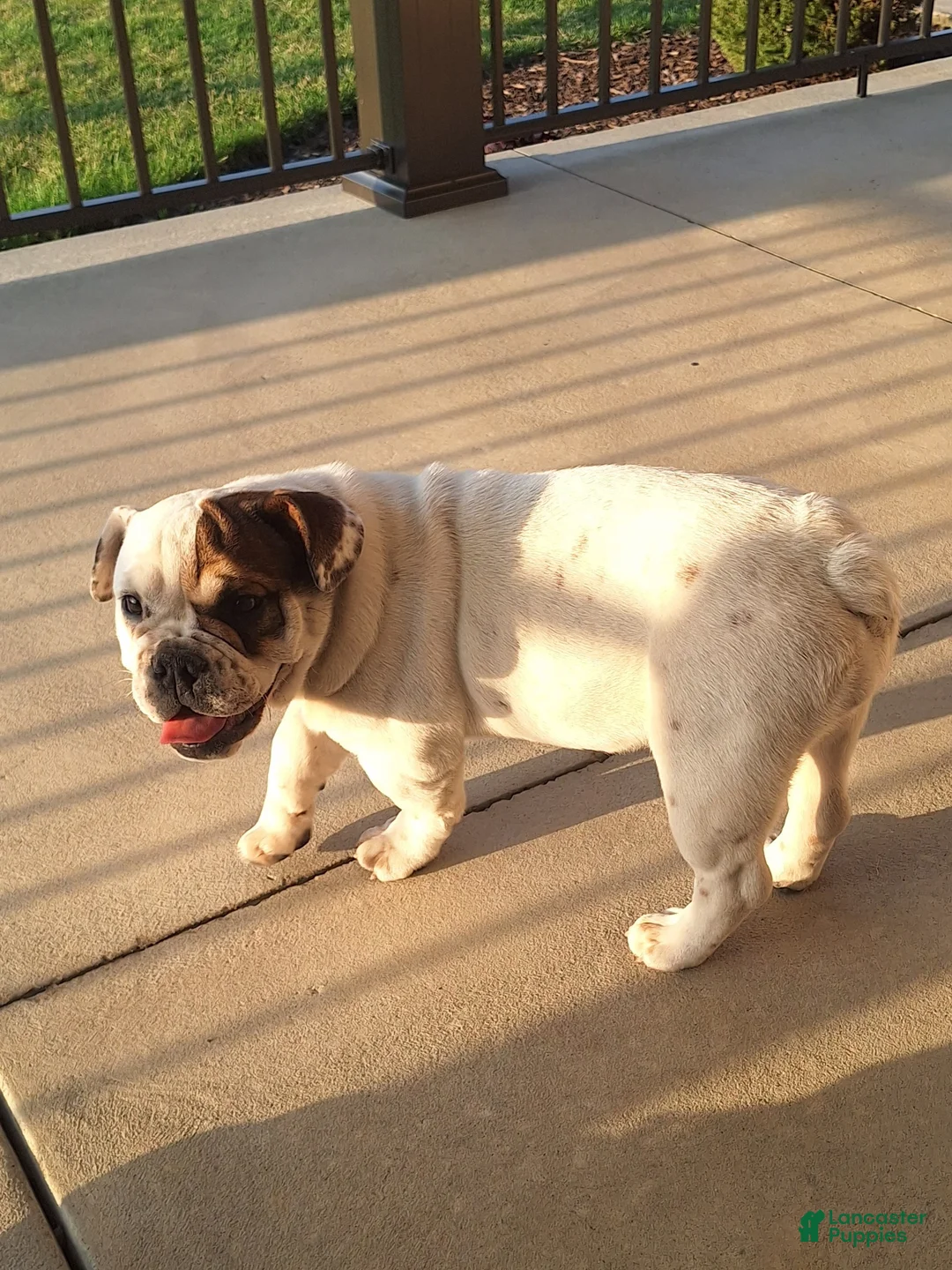 Beabull dogs for sale: Sugar - Ad 3