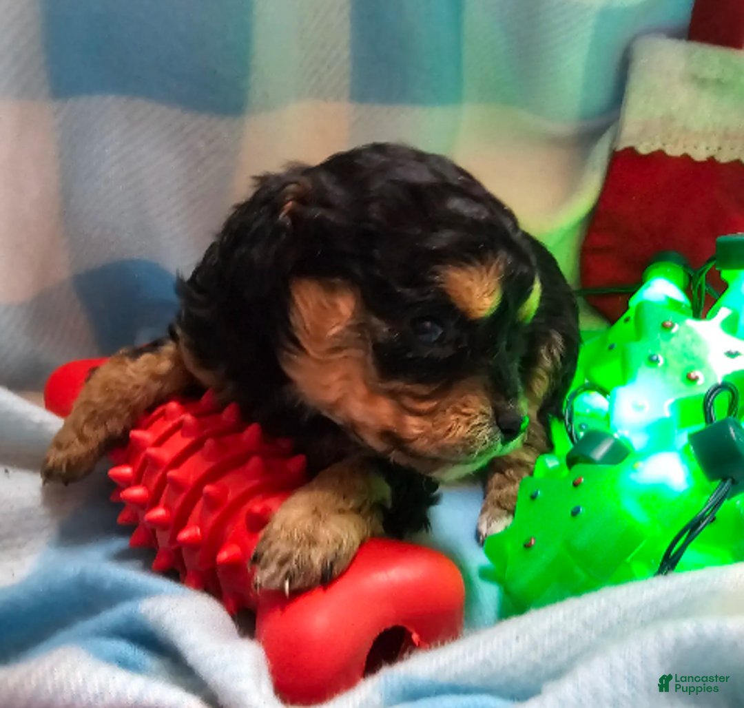 Cavapoo dogs for sale: LE'MON - Ad 4